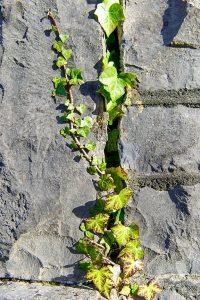 Ivy on stone wall at Balla railway station