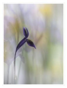 blurred flower
