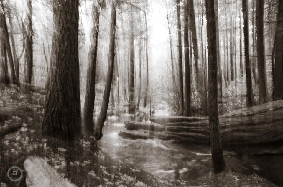 Black and white woodland