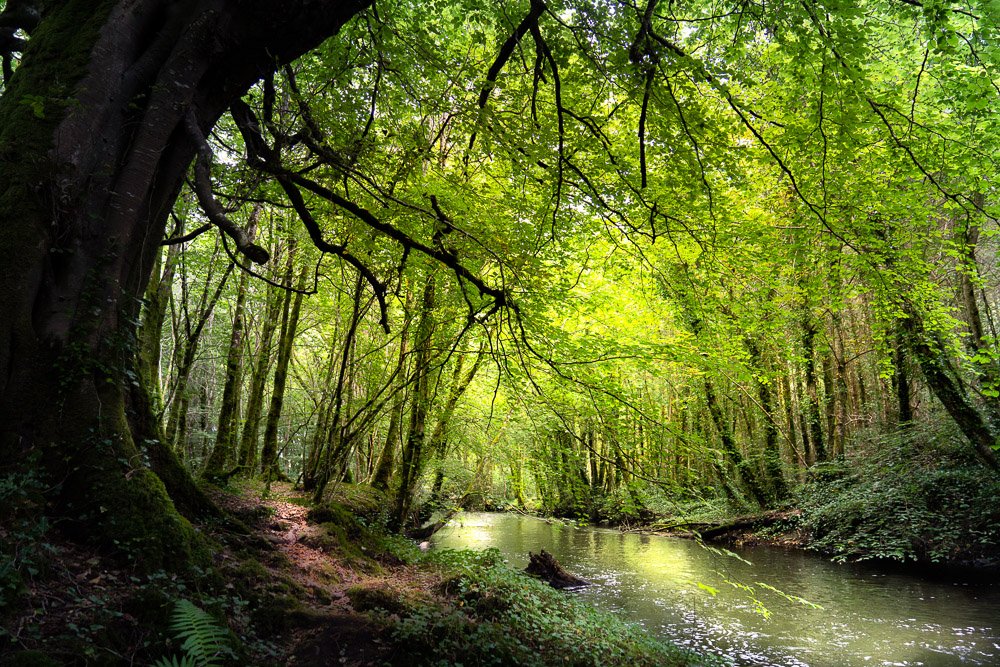 woodland scene