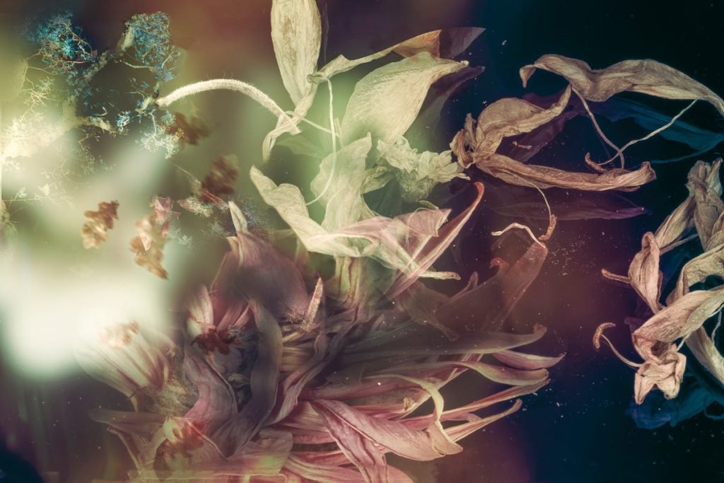 Abstract macro image of wilted, curling petals in muted tones of pink, cream, and green, dissolving into soft light and darkness.